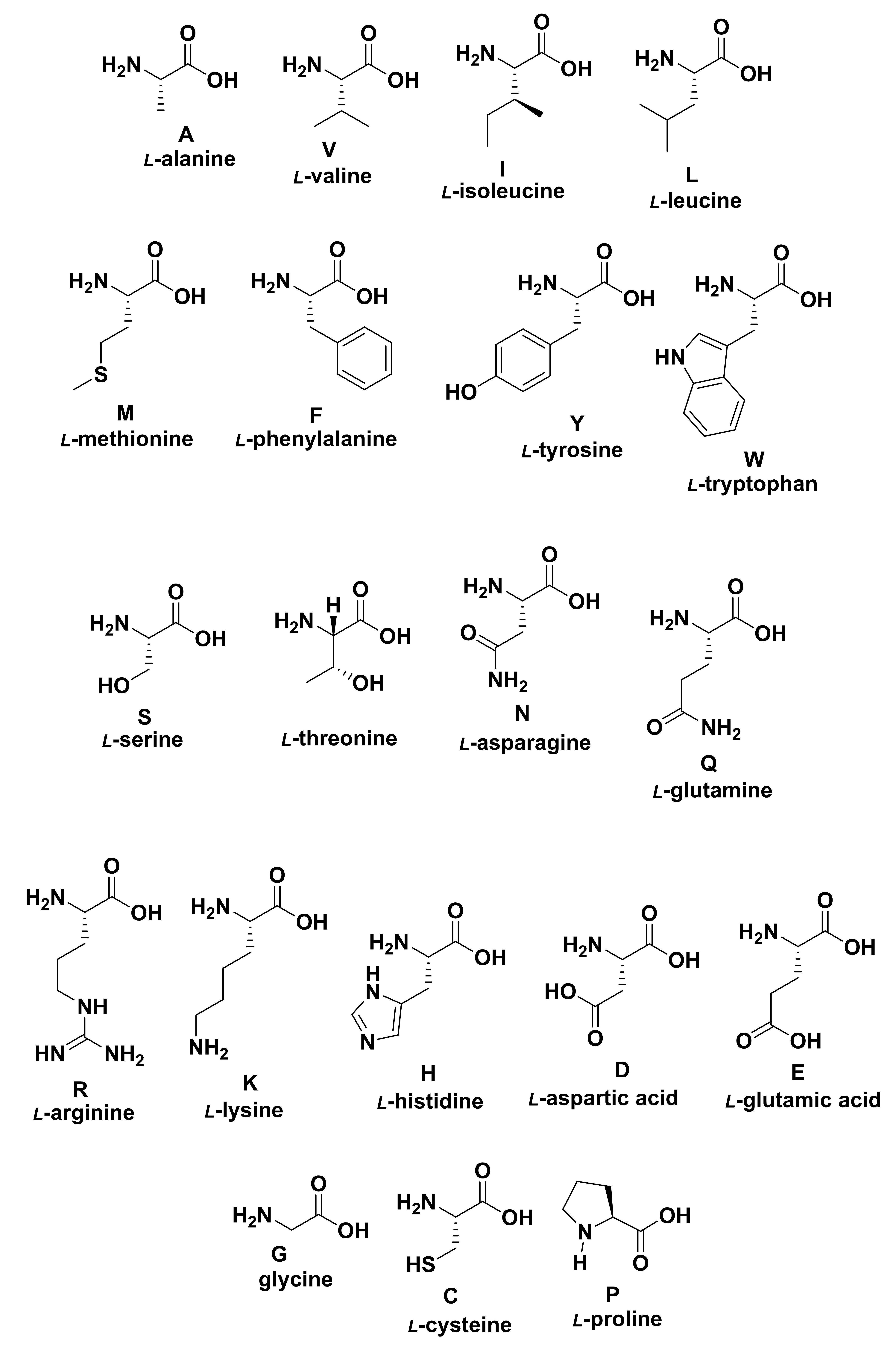 Canonical Amino Acids