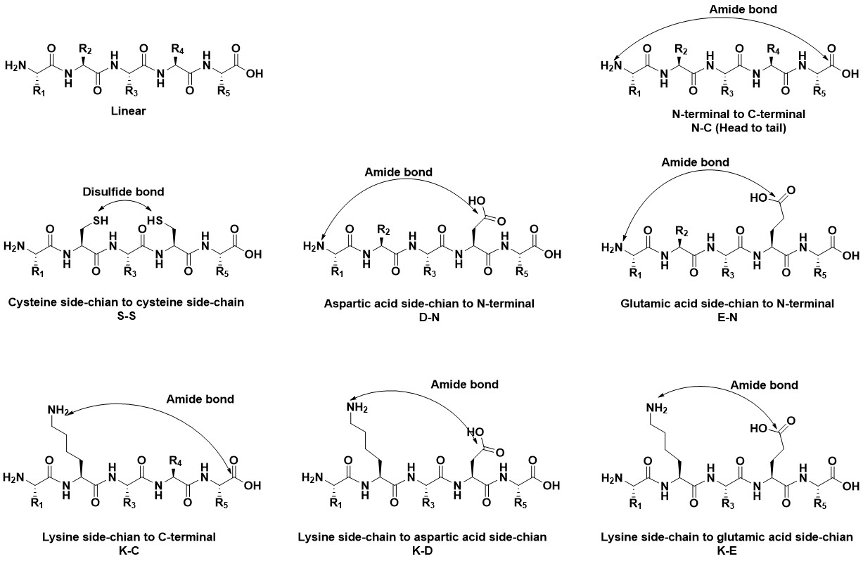 Cyclization Types